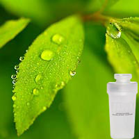 Lemon Verbena