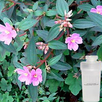 Cassis Royale